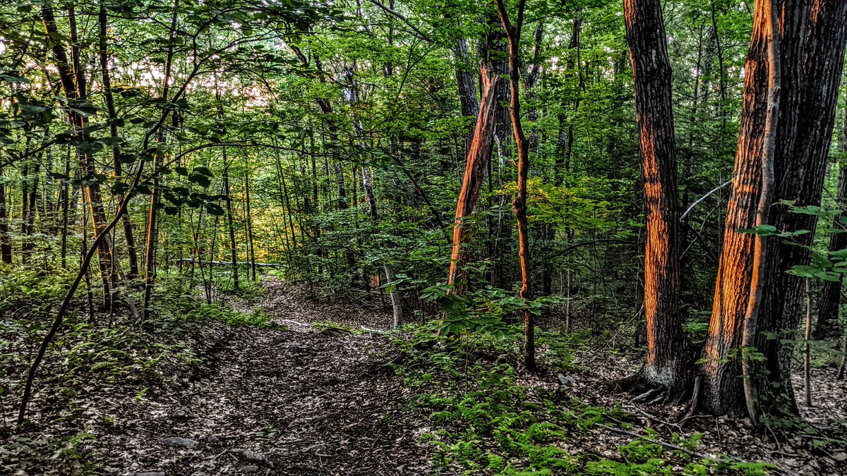 GSteffanos's tweet image. Summer forest at sunset, Mattatuck State Forest, Plymouth, Connecticut. June 17, 2021, 8:17 PM.

#hiking #photography #outdoors #landscapephotography #nature #Connecticut #summer #forest #sunset #trail #summertime