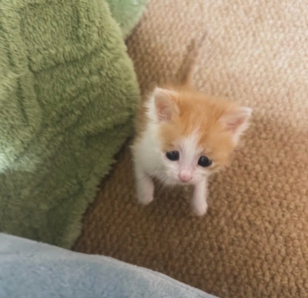 Daily Cat Posts tweet media
