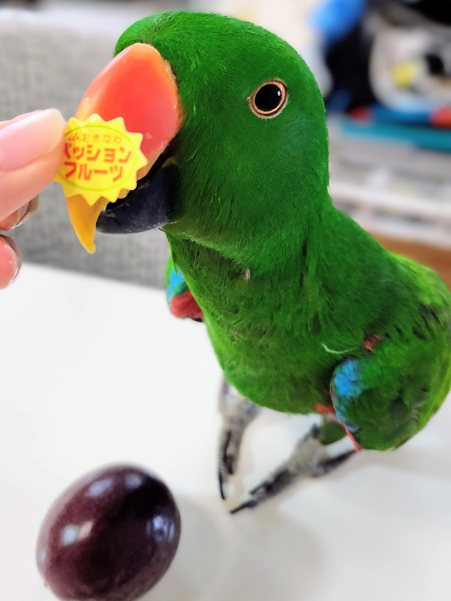 ご飯準備を妨害してくるのでパッションフルーツになってもらいました