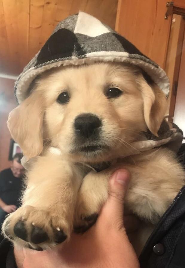theDogLovers tweet media