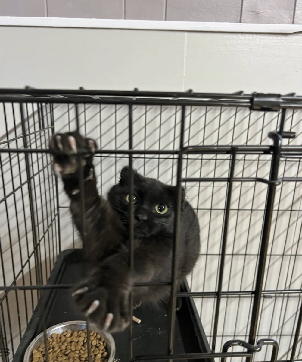 Black cats are not bad luck tweet media