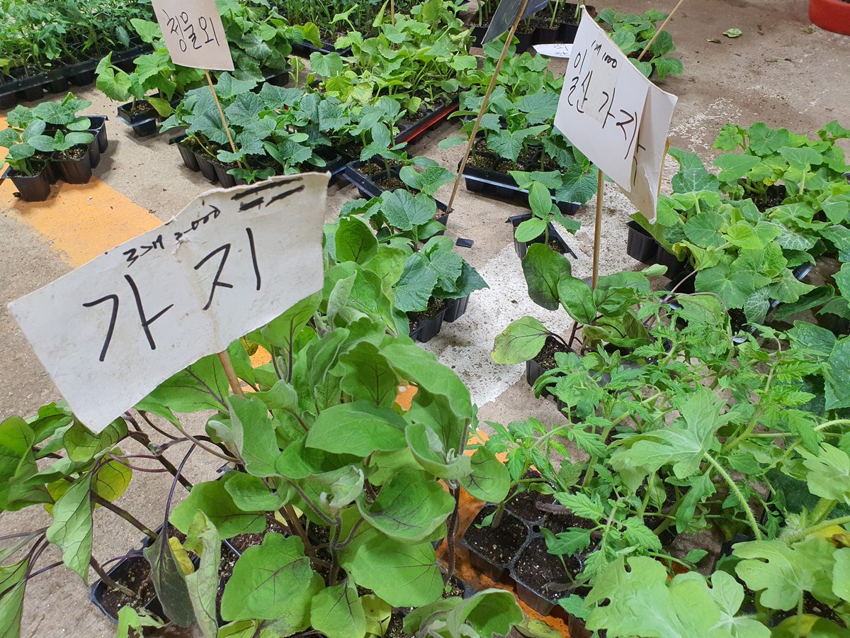 제주 전통시장 게시물 이미지