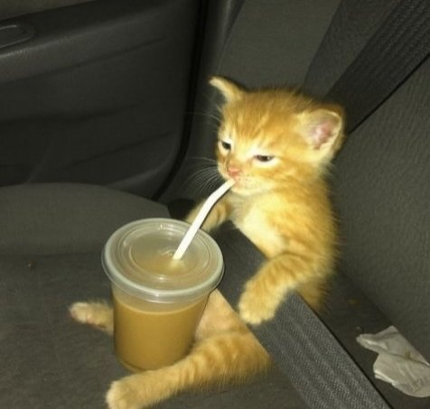 Daily Cat Posts tweet media