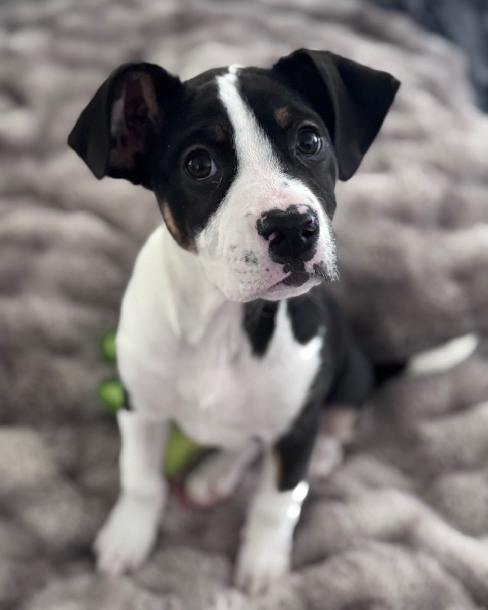 Humane Society of Charlotte tweet media