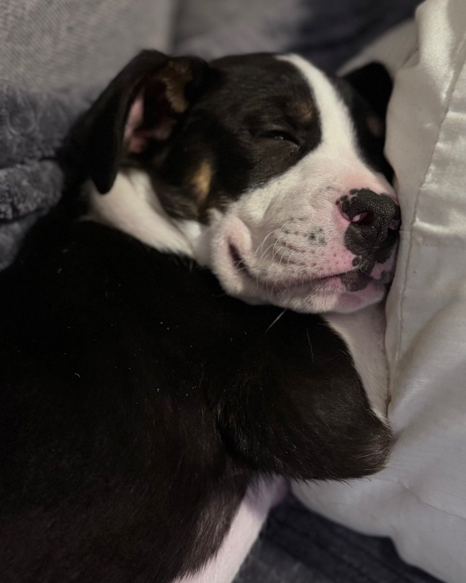 Humane Society of Charlotte tweet media