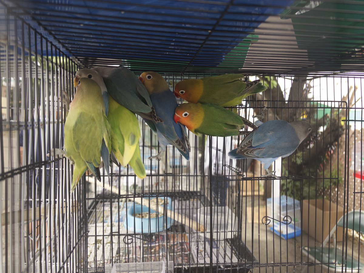 Horribly inhumane pet seller at the flea market