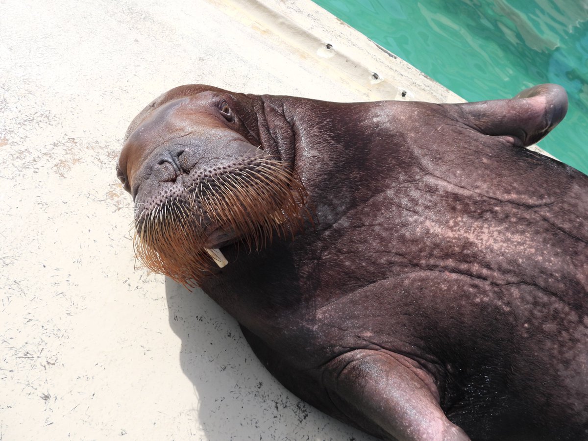 おたる水族館 tweet media