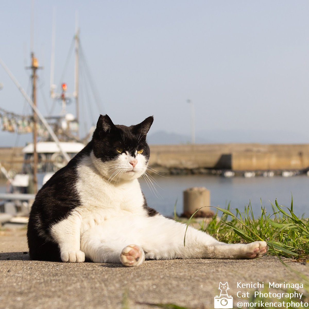 猫写真家 森永健一｜Comedy Pet Photo Awards 2022 日本人初の一位 tweet media