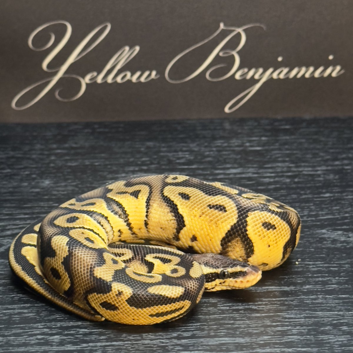 Yellow Benjamin
<a href="/Dnasty0014Y3l/">Yellow Benjamin</a> 

販売個体紹介

1.0 Pastel het DG 
¥10,000

Yellow Benjamin staff しゅん座
<a href="/chefqanaguma/">Yellow Benjamin しゅん座</a> 
お問い合わせはDMにて
このアカウントにお願いします。

#YBCB
#YellowBenjamin