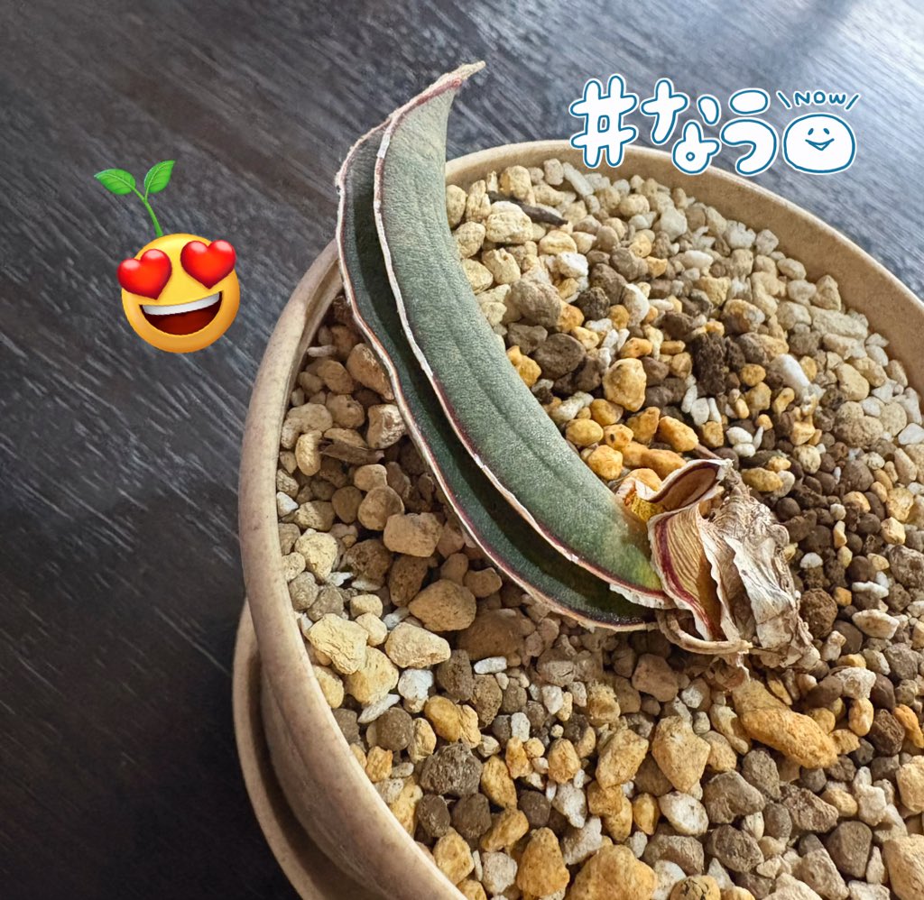 jrk_3512's tweet photo. おはようございます🌤️
「働いている者からすればただの平日です」
摩季ちゃんのお言葉˖₊⋆🌹
𓂃 GWも..💪🤩🔥
素敵な休日をお過ごしください🫶🏼
#みどりの日 🌱💚
#sansevieria
#lav1970 (ラブラノスlav.1970 斑入り)
←
#sansevieria
#pinkbat (ピンクバット)
→
#観葉植物 🪴
#サンスベリア🪴 https://t.co/l70s6Uf1yJ