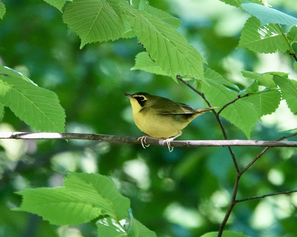 gigpalileo's tweet image. Kentucky Warbler🖤💛
Ramble @CentralParkNYC 
#birdcpp 
#birding
#birdwatching