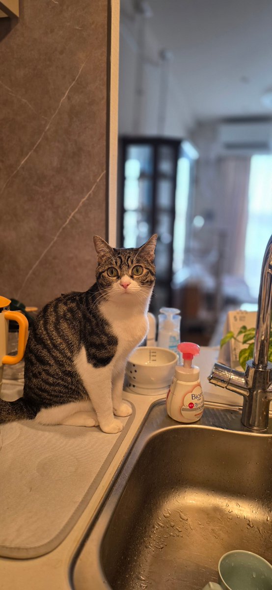 実家猫デカくなった