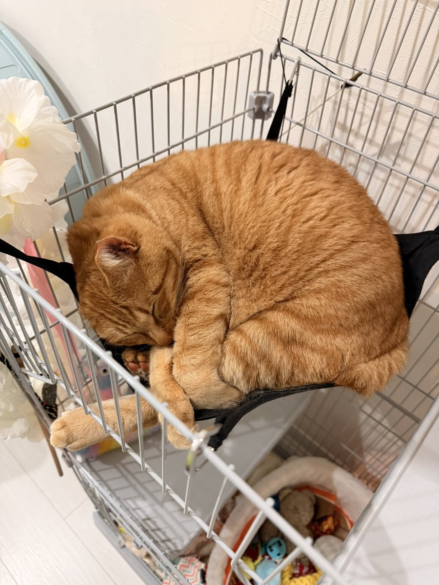 小藤将太 tweet media