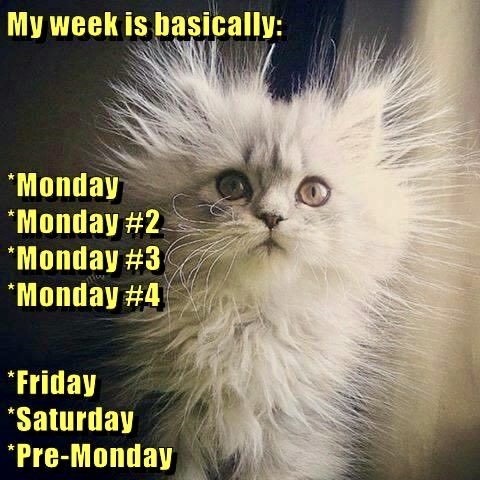 dcd728's tweet image. Wish my #week was as #simple as #kitty counting the #days #Mondayagain