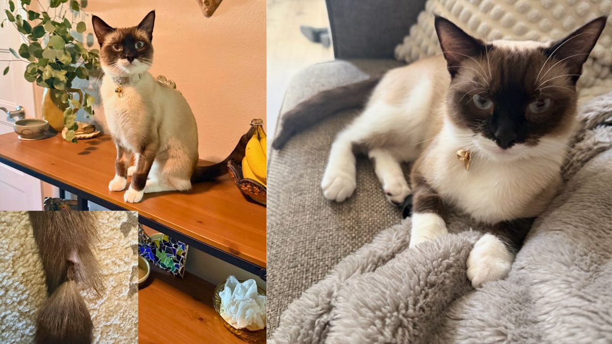 ForTheLoveAlex's tweet image. OZZY IS FELINE FANTASTIC! 😽 Thanks to donations, Ozzy's tail surgery was a success and she's healing well! Read more: fortheloveofalex.org/pets-in-need #fortheloveofalex #nonprofit #successstory #cat #oregon #kittycat #siamese #gatos #catlovers #catmom #catlife #veterinarycare #charity