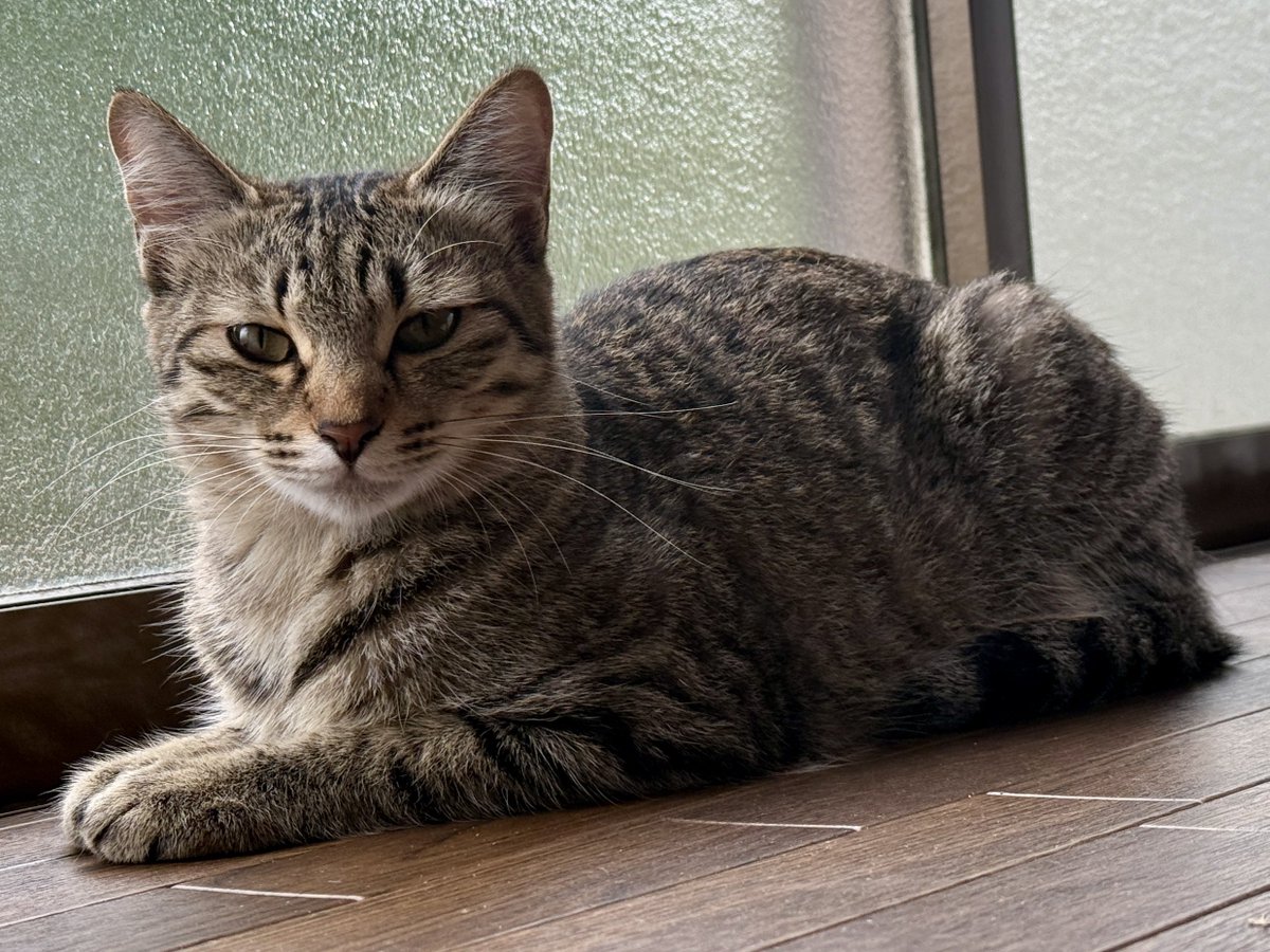 きなこもちおと猫家族ズ tweet media