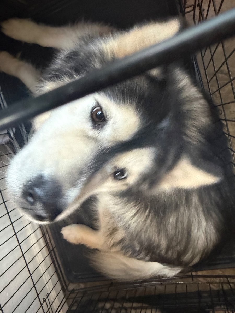 LevisGaming2's tweet photo. Genuine hell I can’t let them out but they are so cute https://t.co/MYqSKaIo8y