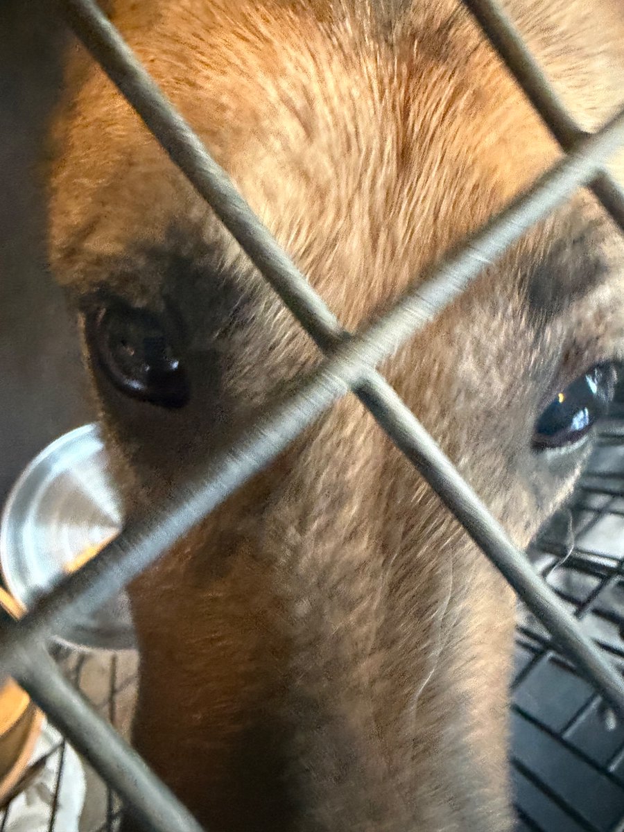 LevisGaming2's tweet photo. Genuine hell I can’t let them out but they are so cute https://t.co/MYqSKaIo8y