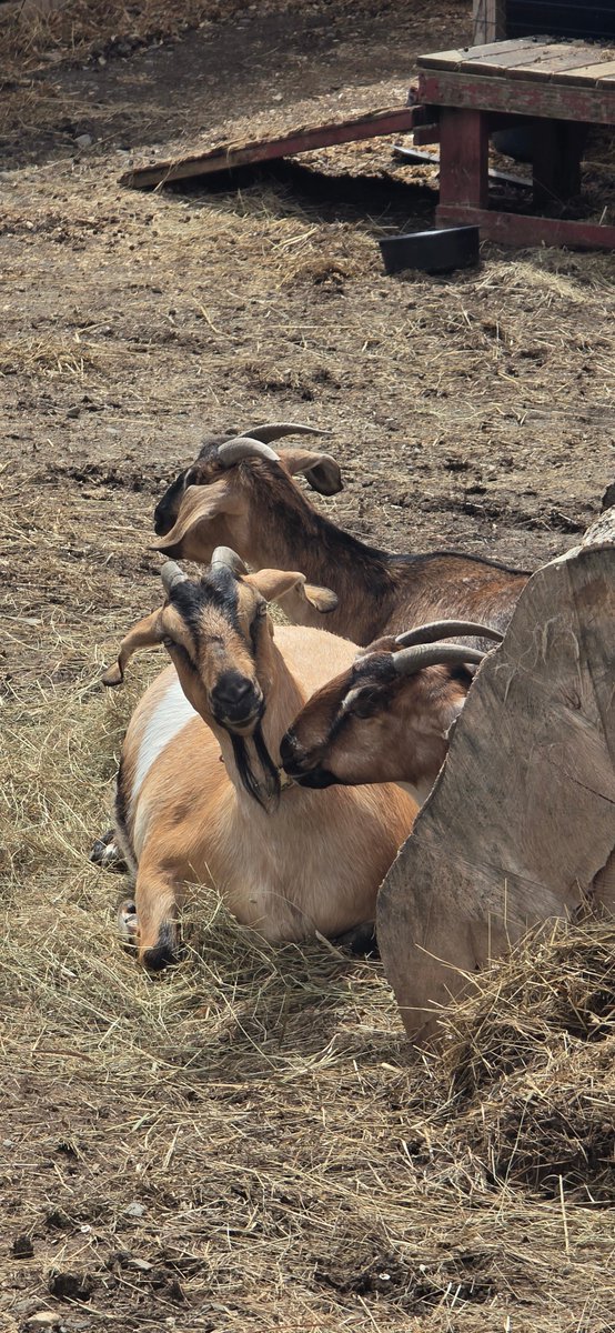 DeepWoodsWizard's tweet photo. Baby goats any day now! #pregnantgoats https://t.co/5rdcuxmAmC