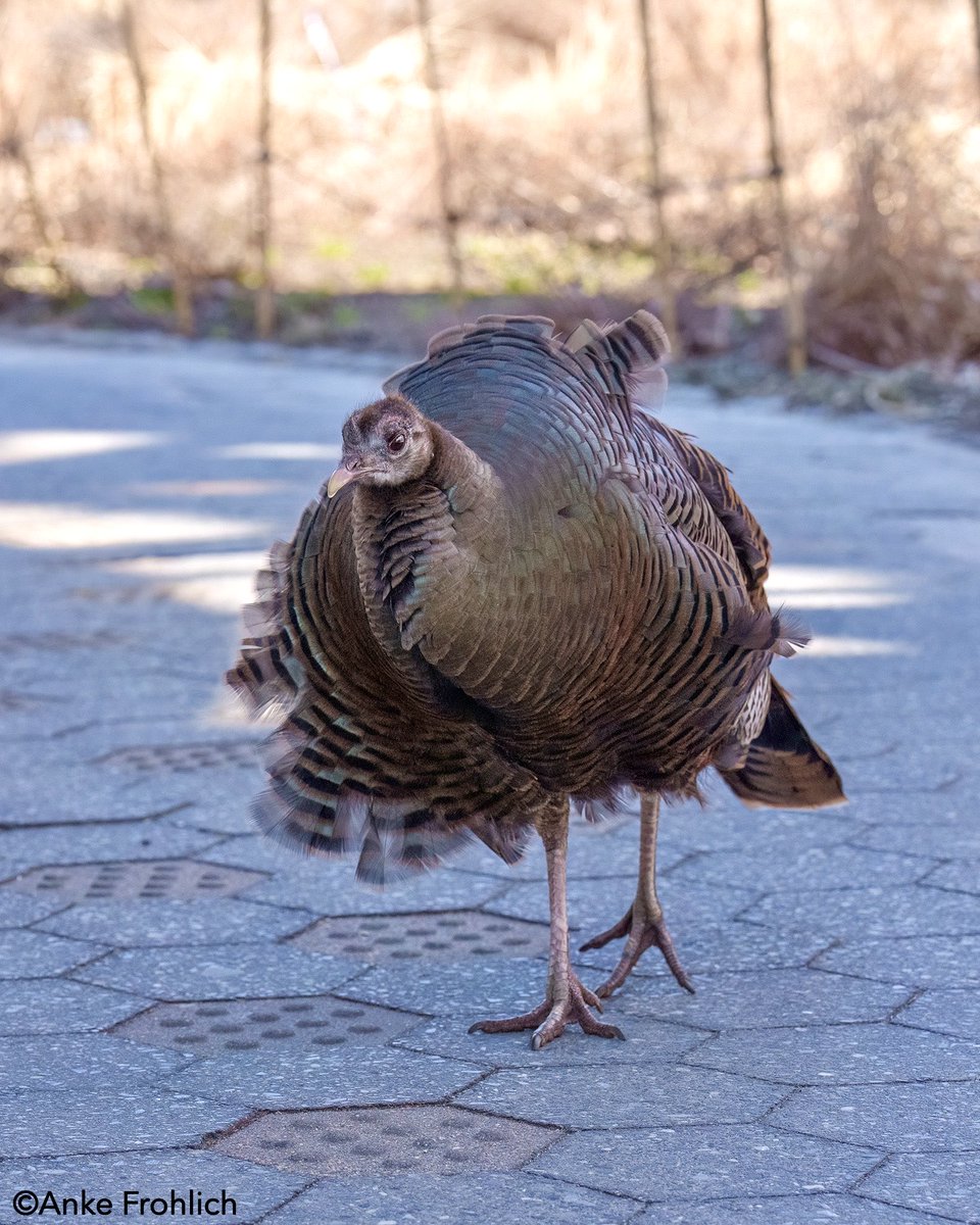 _AnkeFrohlich's tweet image. Queen Astoria on her favorite walk around the Seaglass Carousel, the wind revealing the iridescent colors of her delicate feathers. 🦃🪶😍

The Battery, NYC     

#birdcpp, #Astoria, #WildTurkey, #NYCWildlife, #UrbanWildlife