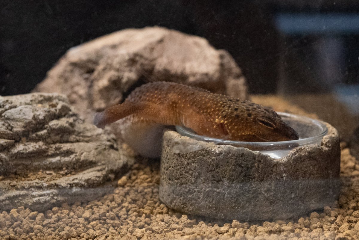 月光堂　爬虫類　シェルター 月光堂 爬虫類シェルター | 月光堂｜爬虫類シェルター・レイアウト用品