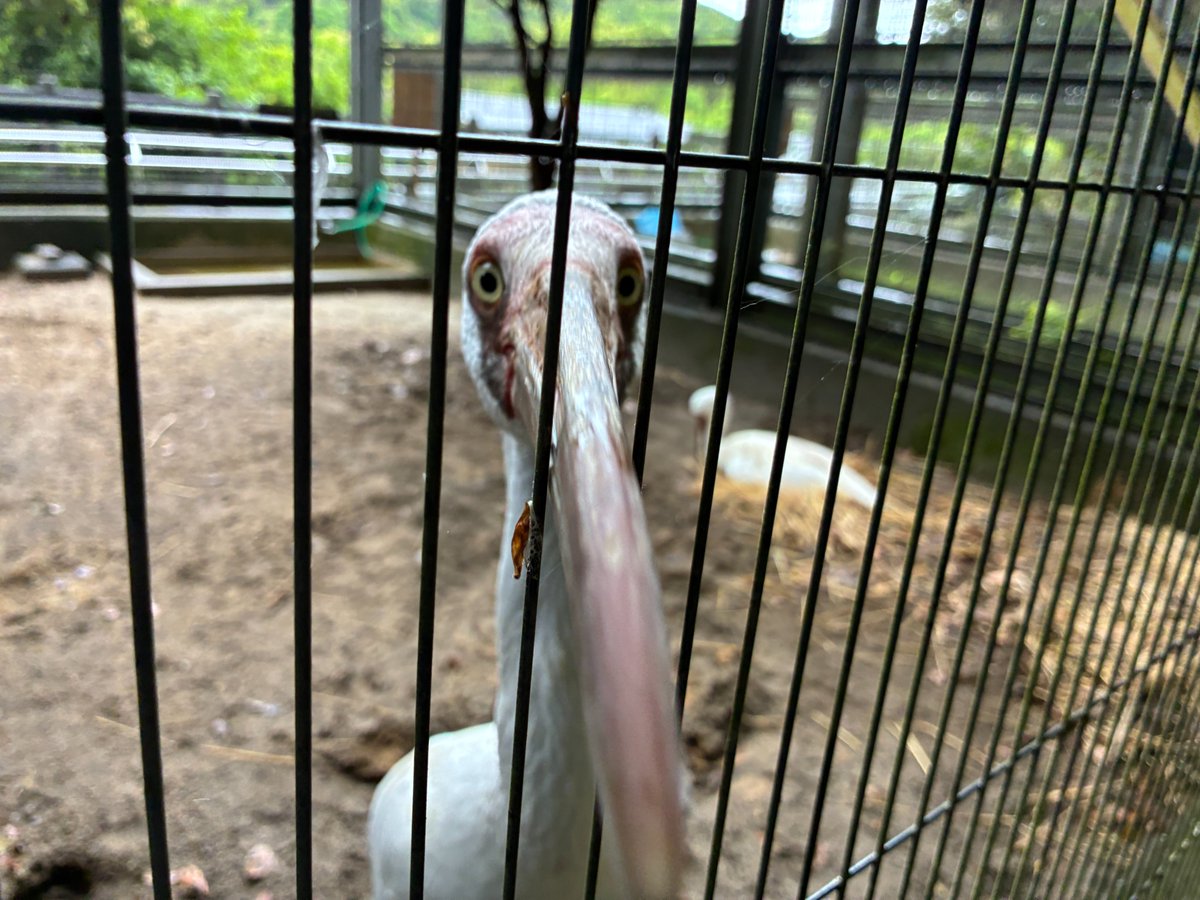 鹿児島市平川動物公園 tweet media