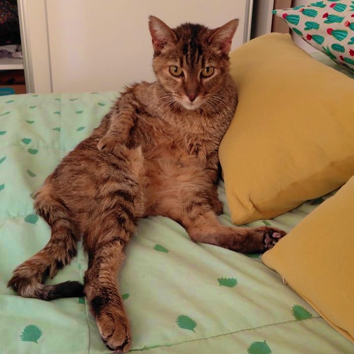 Hacé feliz a un gato tweet media