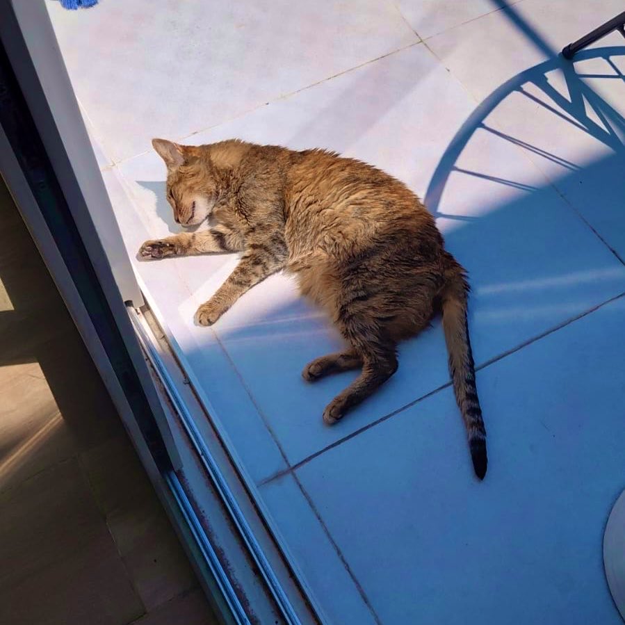 Hacé feliz a un gato tweet media