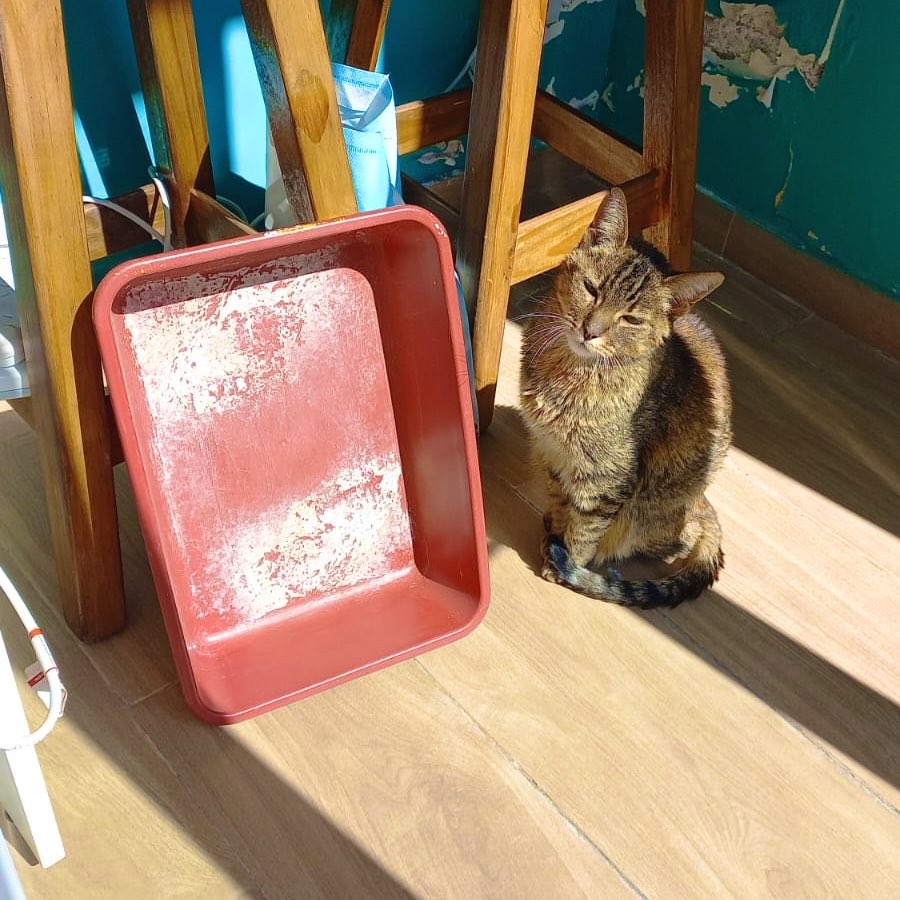 Hacé feliz a un gato tweet media