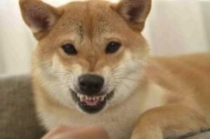 🇯🇵星空音夢🇯🇵🧀Cheese police 👮 tweet media