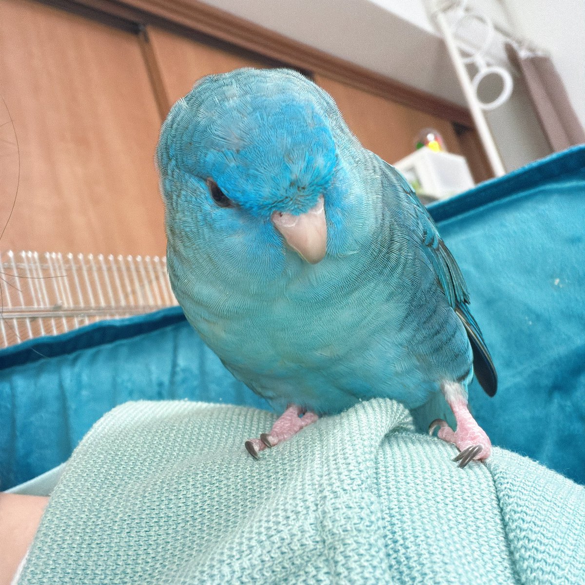 Yu39_bird's tweet photo. ルチェさんは最近ずっと肩の上(  ॑˘ ॑* ) https://t.co/SyeHqeIYjX