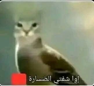 amon tweet media