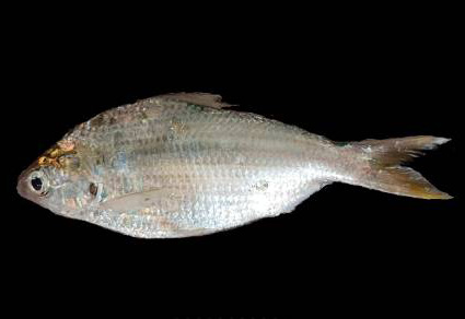 Zootaxa's tweet image. An updated #checklist of Clupeiformes (#Teleostei) from #Indian waters, with distribution and conservation status
#taxonomy
doi.org/10.11646/zoota…