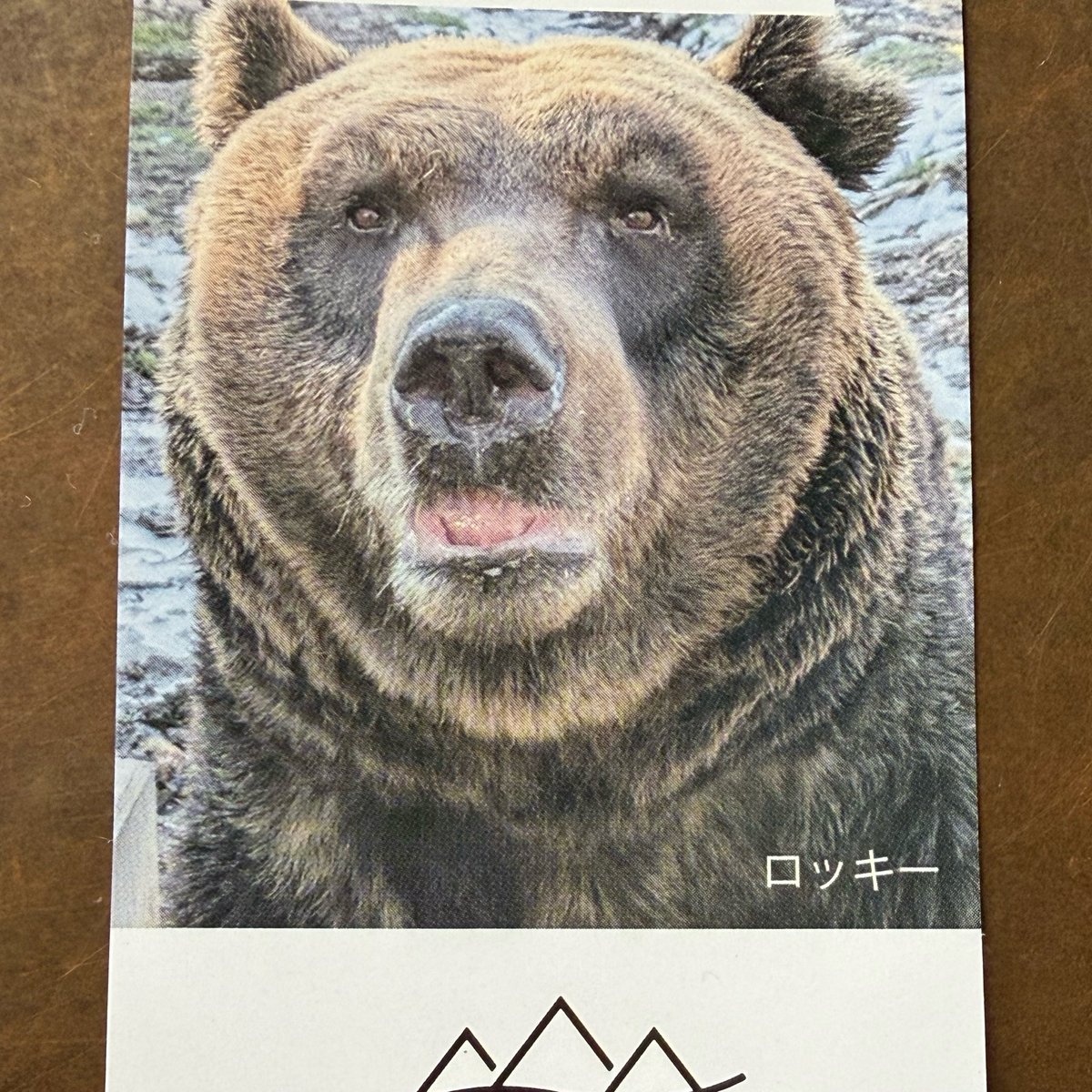 きなこ🐻クマ活 tweet media