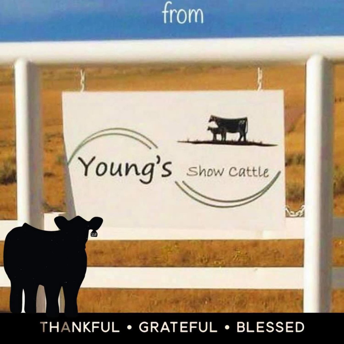 mattlautner's tweet image. #New 

-Young’s Show Cattle 
-Gillette, Wyoming 
-Entire Spring Born Calf Crop Headed To MLC Pasture Sale In September 2026 
-Top Calves Sired By New World Order &amp;amp; Other Industry Leading Sires 

-Michelle Lautner &amp;amp; Nattee Bremer Fall Pasture Sale At MLC Sale Pasture In Lorimor,