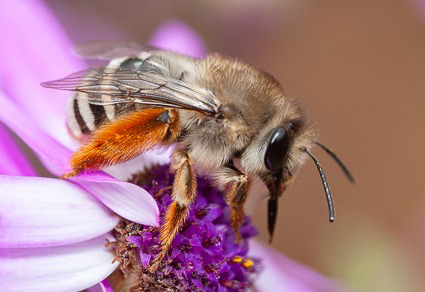 Zootaxa's tweet image. Updated #checklist of the #CanaryIslands wild #bees (#Hymenoptera: #Apoidea: #Anthophila) with insights into their biogeographic patterns and citizen science
#taxonomy
doi.org/10.11646/zoota…