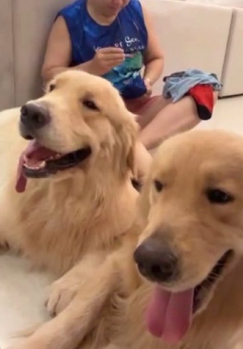ohmluvrr's tweet photo. Papa retriever adoring and missing his babie retrievers😭😭🫶 #ohmpawat #gold__denn https://t.co/QwA7YwFlL3