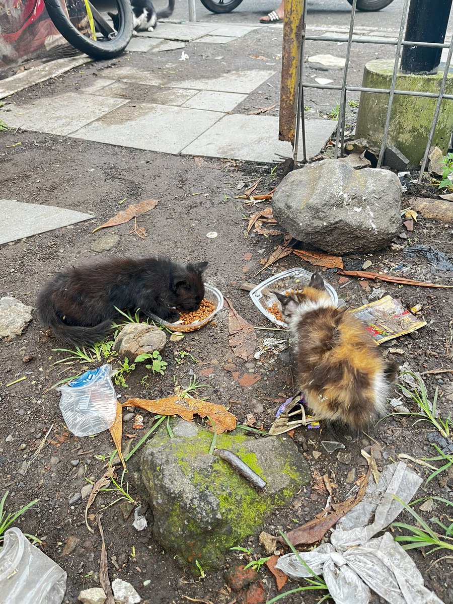FrankieEdelyne's tweet image. Kucing yang kemarin di buang sekarang ada di Halte titik Pemebentian utama Feeder 2 Cicadas-Elang.
#adopsi #bandung