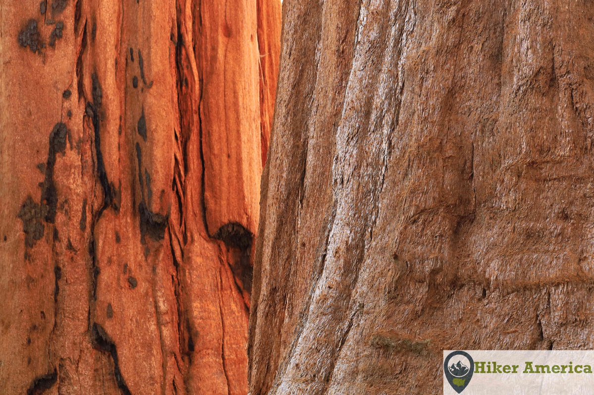 HikerAmerica's tweet image. Sequoias.
#California