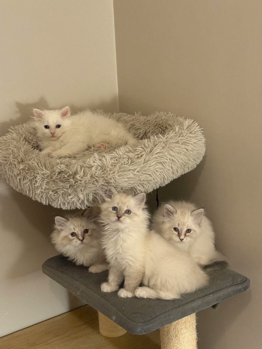 SiberiansKitten's tweet image. Looking to add a furry friend to your family? At Happy Siberians Kittens Cattery, we specialize in raising dog-friendly Siberian #kittens ready for adoption in Potomac, MD!

These playful and affectionate companions are waiting to bring joy to your home. happy-siberians-kittens-cattery.com/our-kittens