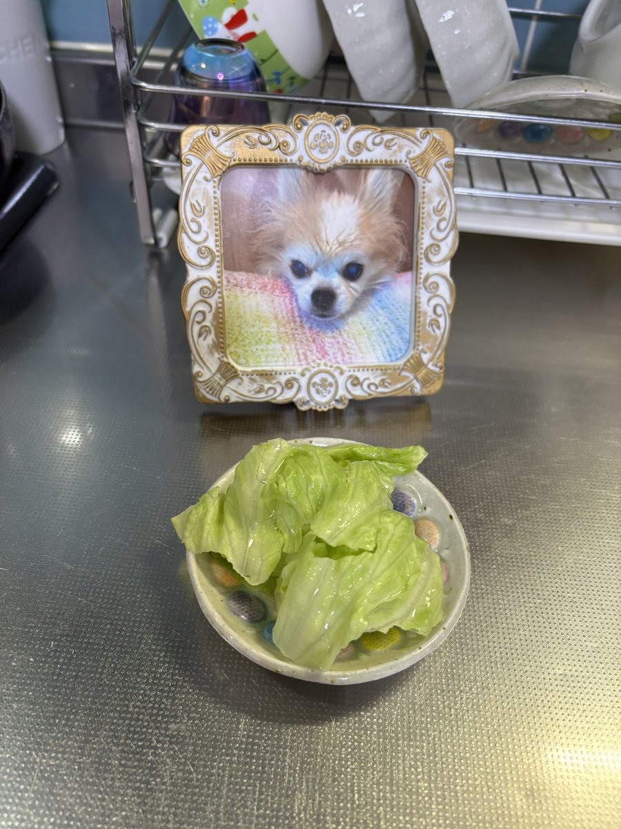 うどんさんといっしょ🍥 tweet media