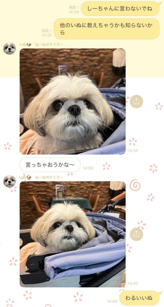 実家のいぬ tweet media