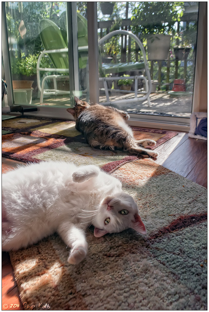 Ruled By Cats tweet media