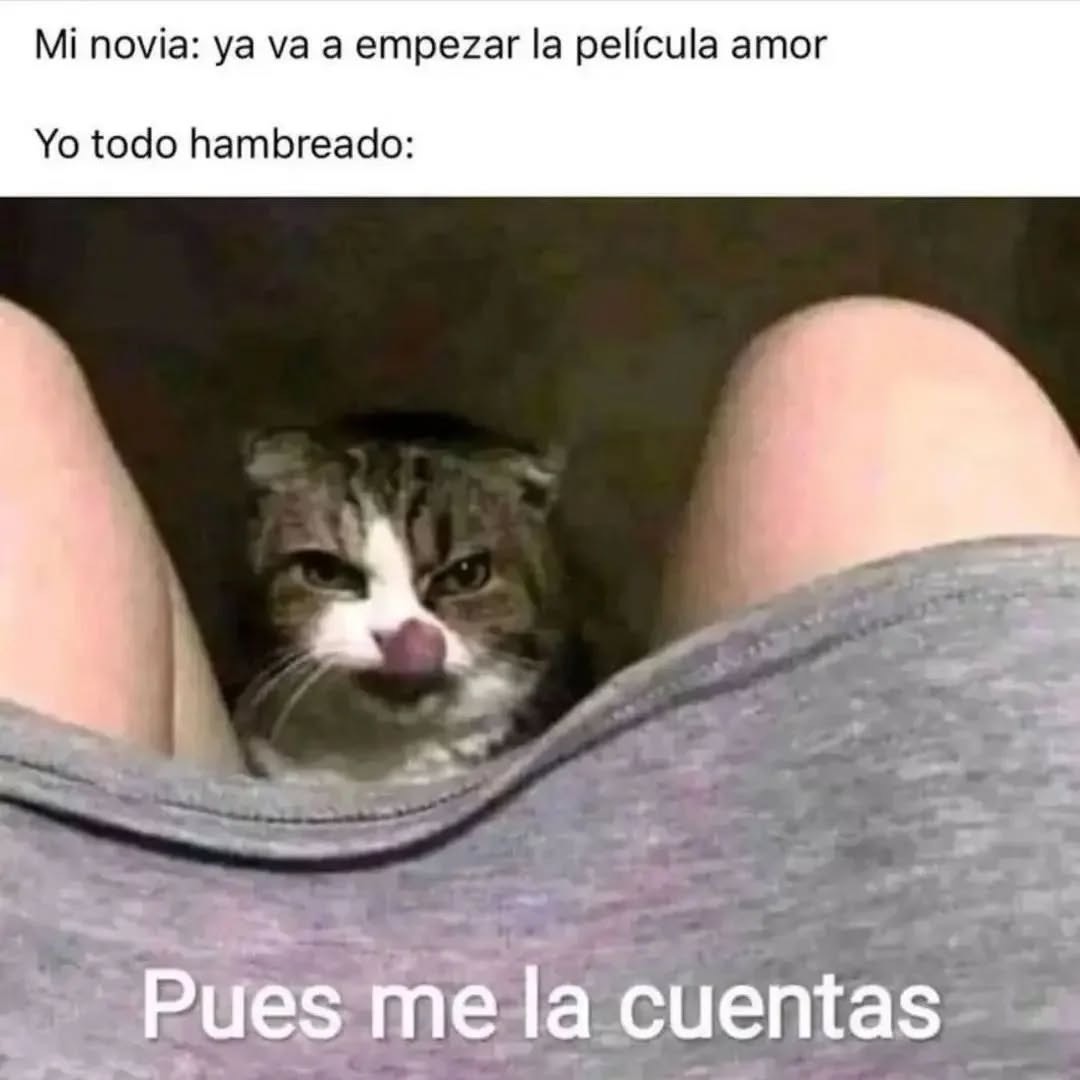 Mundo de Bigotes tweet media