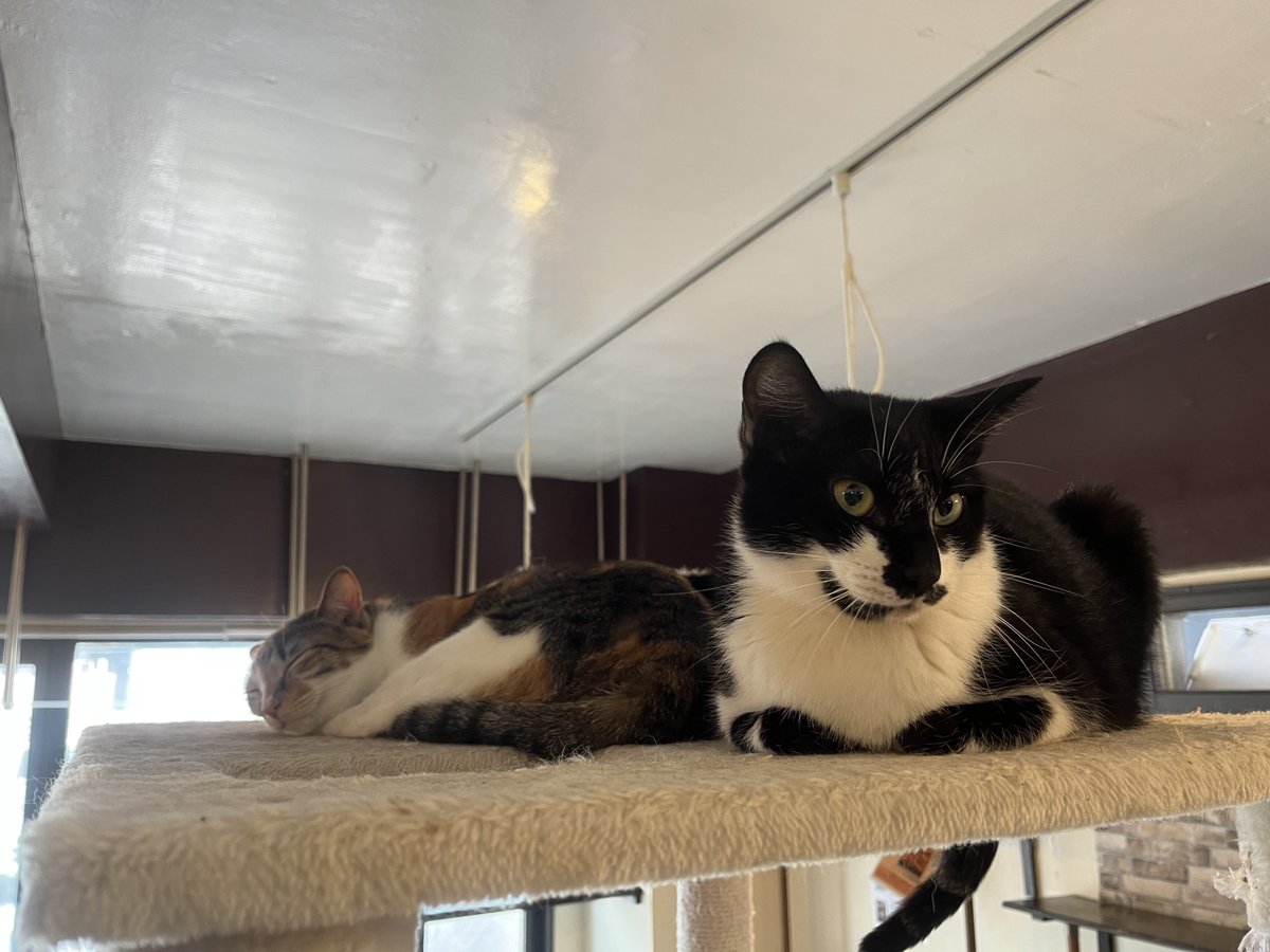 横浜猫カフェミーシスCat Cafe Miysis tweet media
