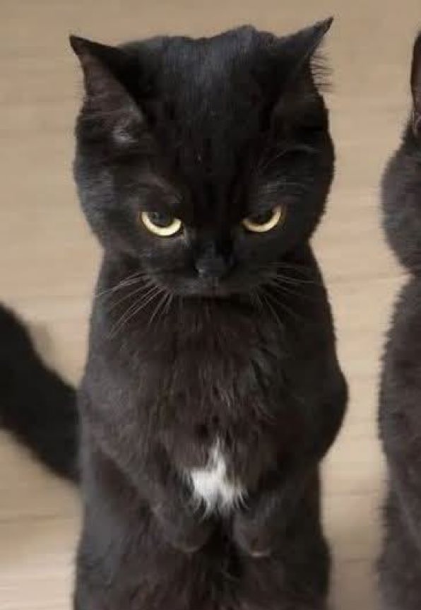 🐈‍⬛✨

#Gemini_NT <a href="/gemini_ti/">gemini_nt</a>