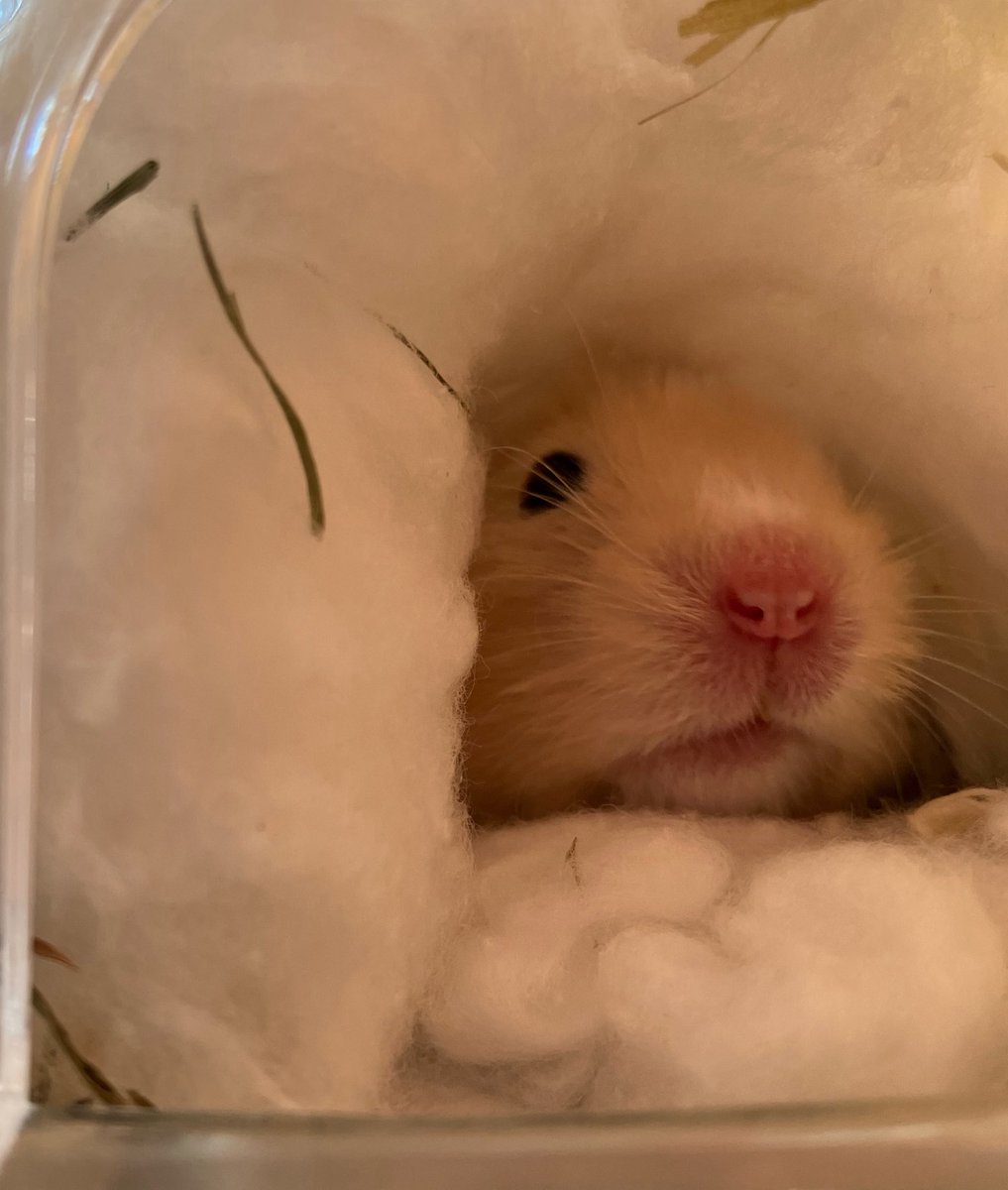 𝓐𝓛𝓣𝓞🐰❂𝓡𝓲𝓭𝓲𝓵𝓵 tweet media