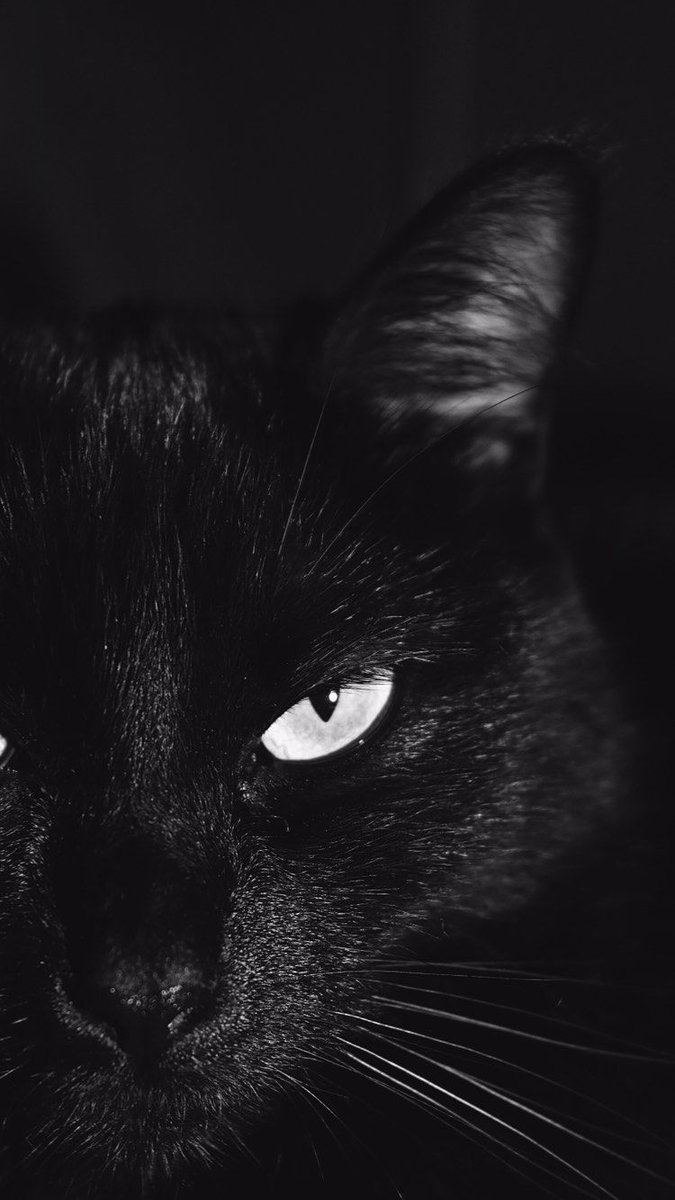 Cats tweet media