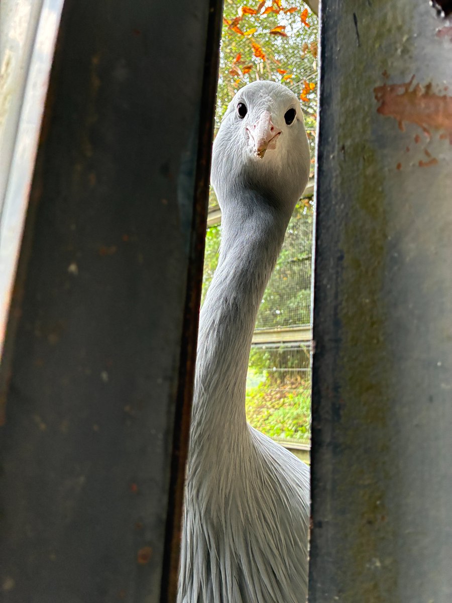 鹿児島市平川動物公園 tweet media