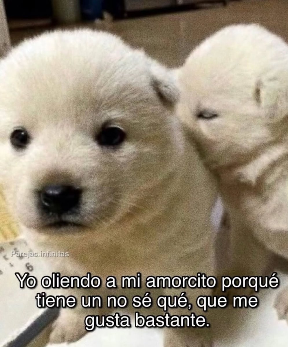 Mundo de Bigotes (@mundodebigotes) on Twitter photo 
